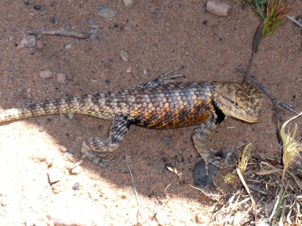 lac powell (16).JPG